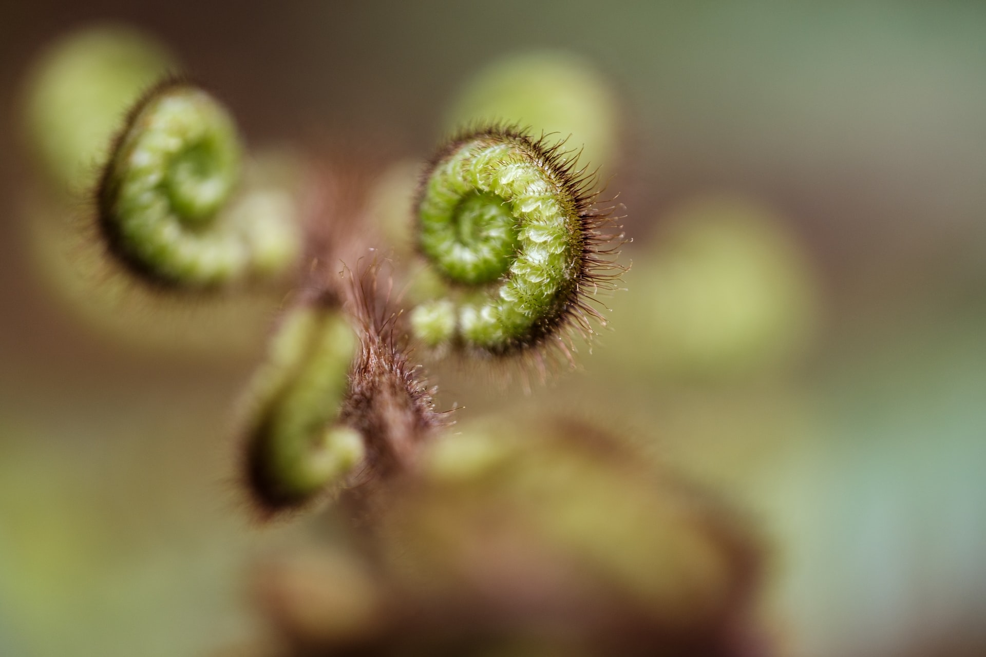 Curled fern plant